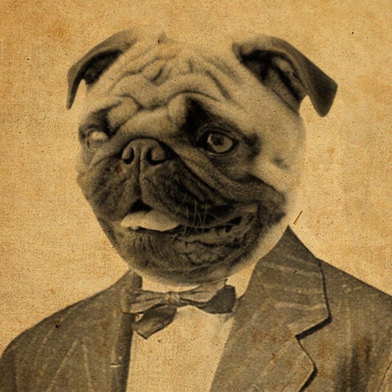 Pug Art Pug in a Suit Dog in a Suit 8x10 Art Print image 2