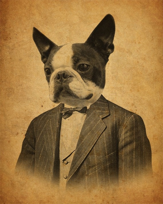 Boston Terrier Art Boston Terrier Art Print Dog in a Suit | Etsy