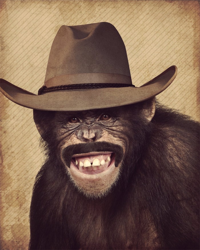 Monkey Hat Monkey Art Lenny the Wild 