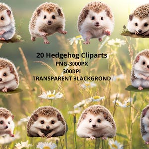 Hedgehog Clipart Bundle – 15 Cute Forest Animals PNG – Woodland Baby Shower, Nursery Wall Art, Sublimation Designs, Transparent Background