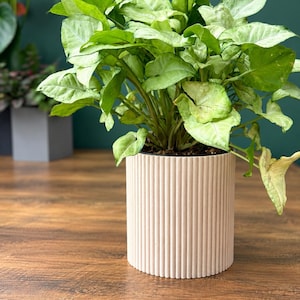May include: A lush Syngonium plant with variegated light green and white arrow-shaped leaves potted in a cylindrical planter. The planter features a vertical ribbed texture and a matte beige finish, providing a clean look for the houseplant.