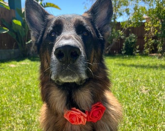 Dog Collar Roses - 3 inches - Slides onto any collar! Flower Accessory for Dog Collars, Dog Collar Flowers