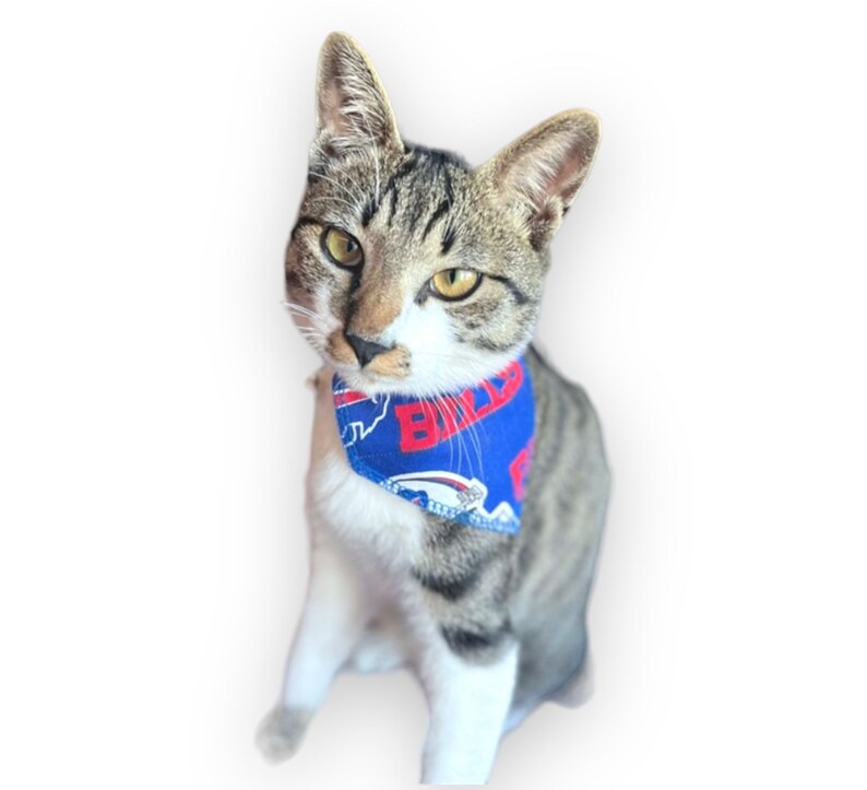 Buffalo Bills Cat Bandana slides Onto Cats Existing Collar - Etsy