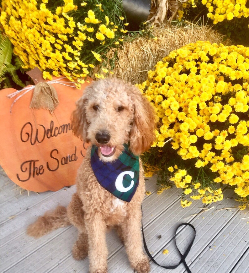 Greenwood Plaid Dog Bandana Personalized made With Initial Etsy