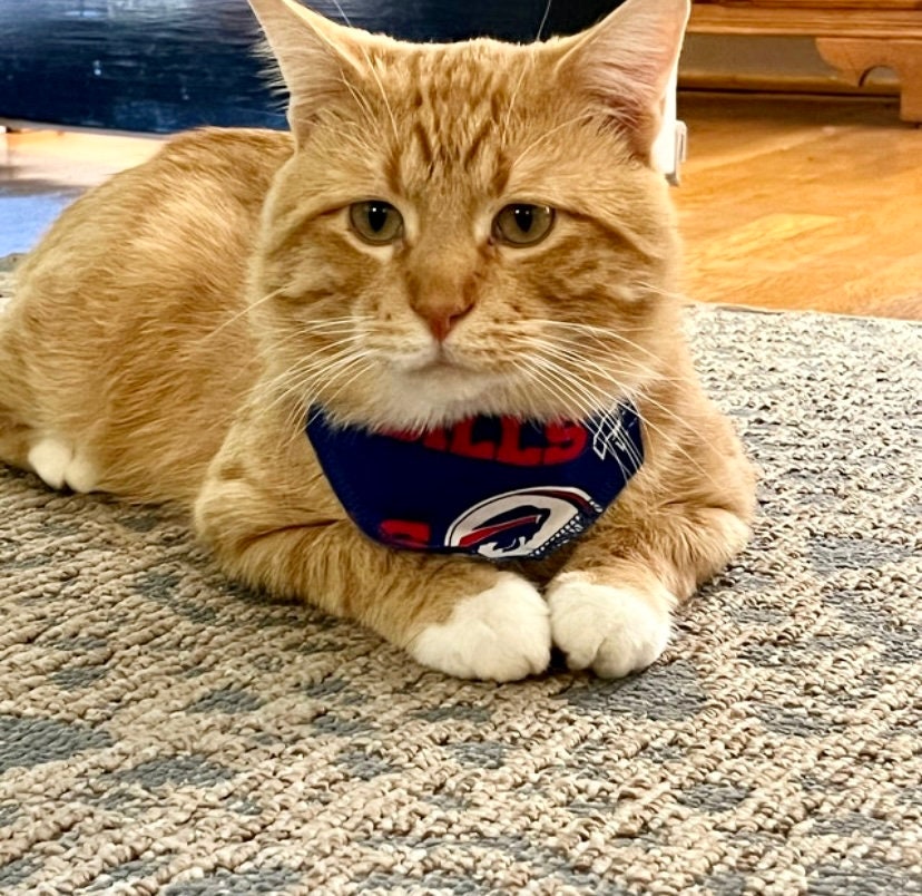 Buffalo bills cat collar online