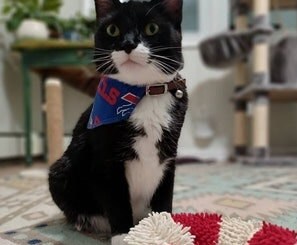 Buffalo Bills Cat Bandana slides Onto Cats Existing Collar | Etsy