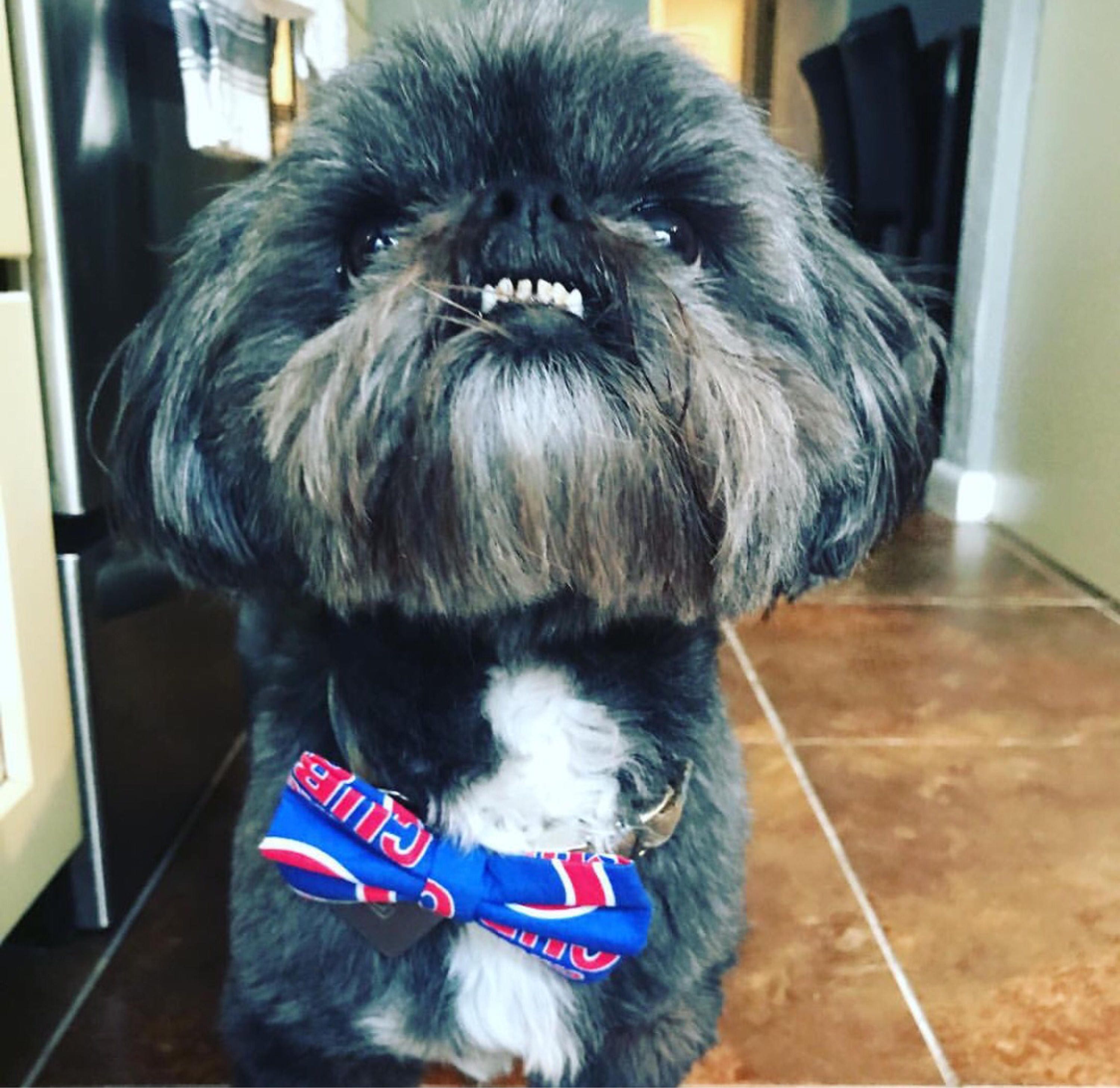 Chicago Cubs Dog Cat Bow Tie slides Onto Pet's Existing 