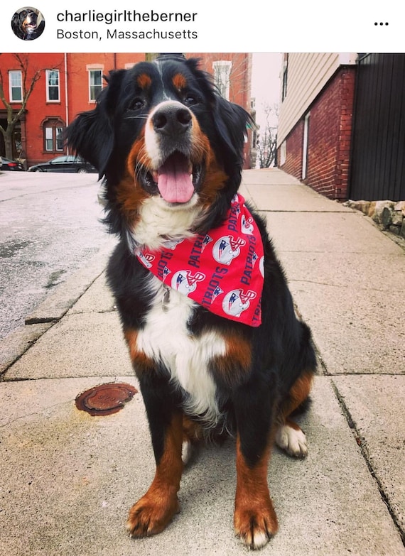 modern service dog training