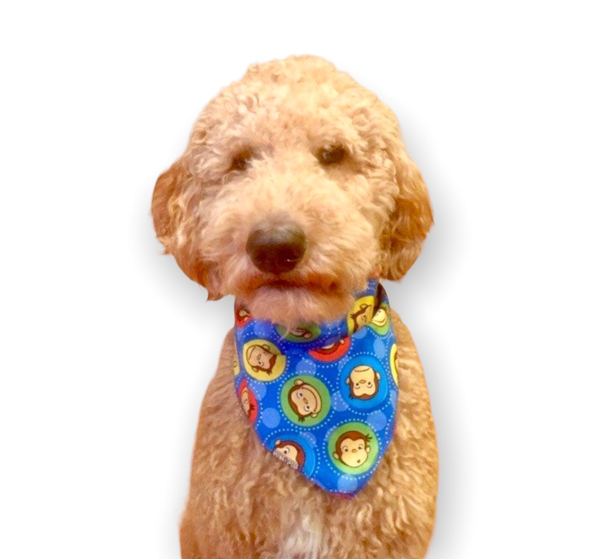 curious george dog costume
