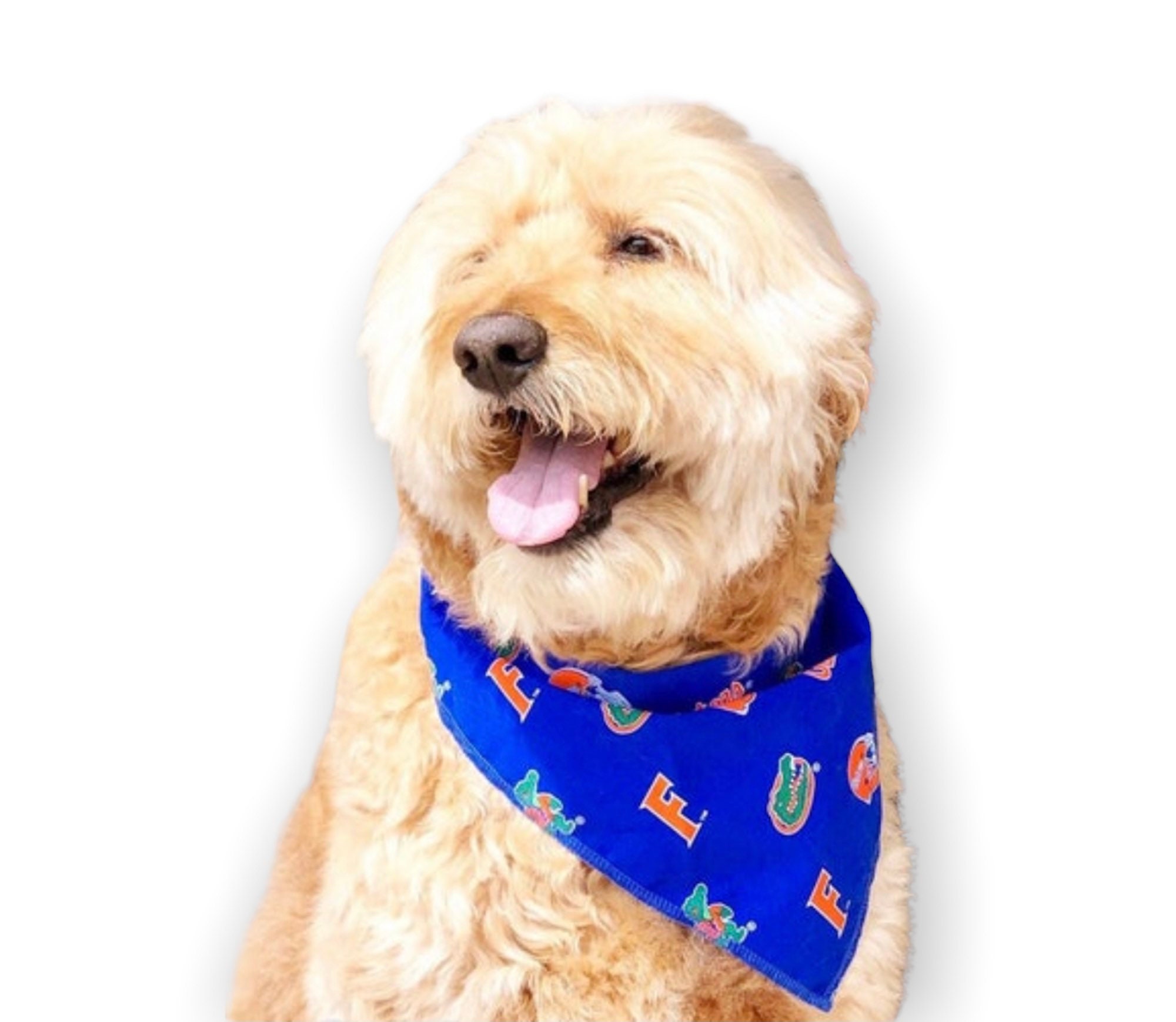 UNIVERSITY OF FLORIDA PINK DOG COLLAR