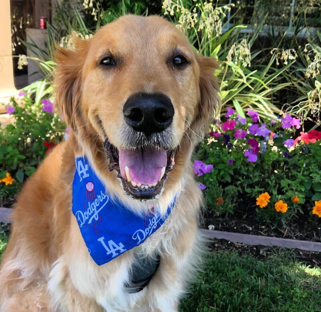 best supplements for rottweilers