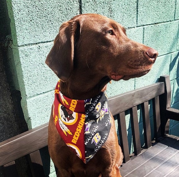house divided dog bandana