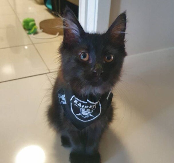  LV Raiders Football black Pet No-Tie Dog Bandana Slips onto the  Collar : Handmade Products