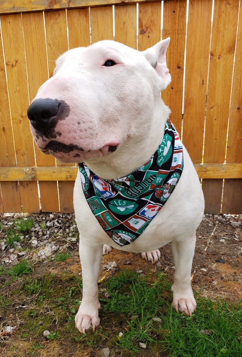 celtics dog collar