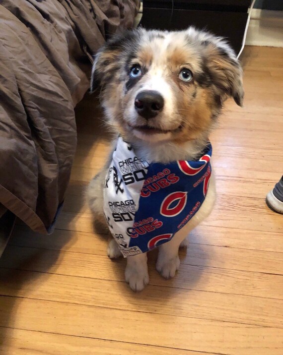 house divided dog bandana