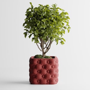 May include: A small, leafy green plant in a square, burgundy tufted planter. The planter has a button-tufted design. The plant has a brown trunk and branches. The background is white.