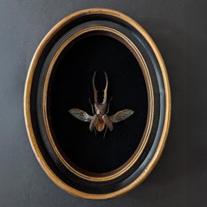 Może przedstawiać: Owalna oprawiona ekspozycja z zachowanym jelonkiem rogaczem. Chrząszcz jest brązowy i beżowy z dużymi żuwaczkami i delikatnymi skrzydłami, na czarnym aksamitnym tle. Rama ma złotą wewnętrzną krawędź i ciemną zewnętrzną krawędź.