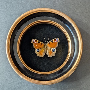 Puede incluir: Un espécimen de mariposa enmarcado. La mariposa tiene alas naranjas y marrones con marcas azules y rojas en forma de ojo. Está colocado sobre un fondo negro dentro de un marco redondo de doble capa con acabados dorados y negros.