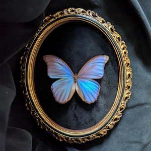 May include: A framed butterfly with iridescent blue and brown wings. The butterfly is displayed in an oval, ornate gold frame against a black velvet backdrop. The frame features a detailed, scrolling design.