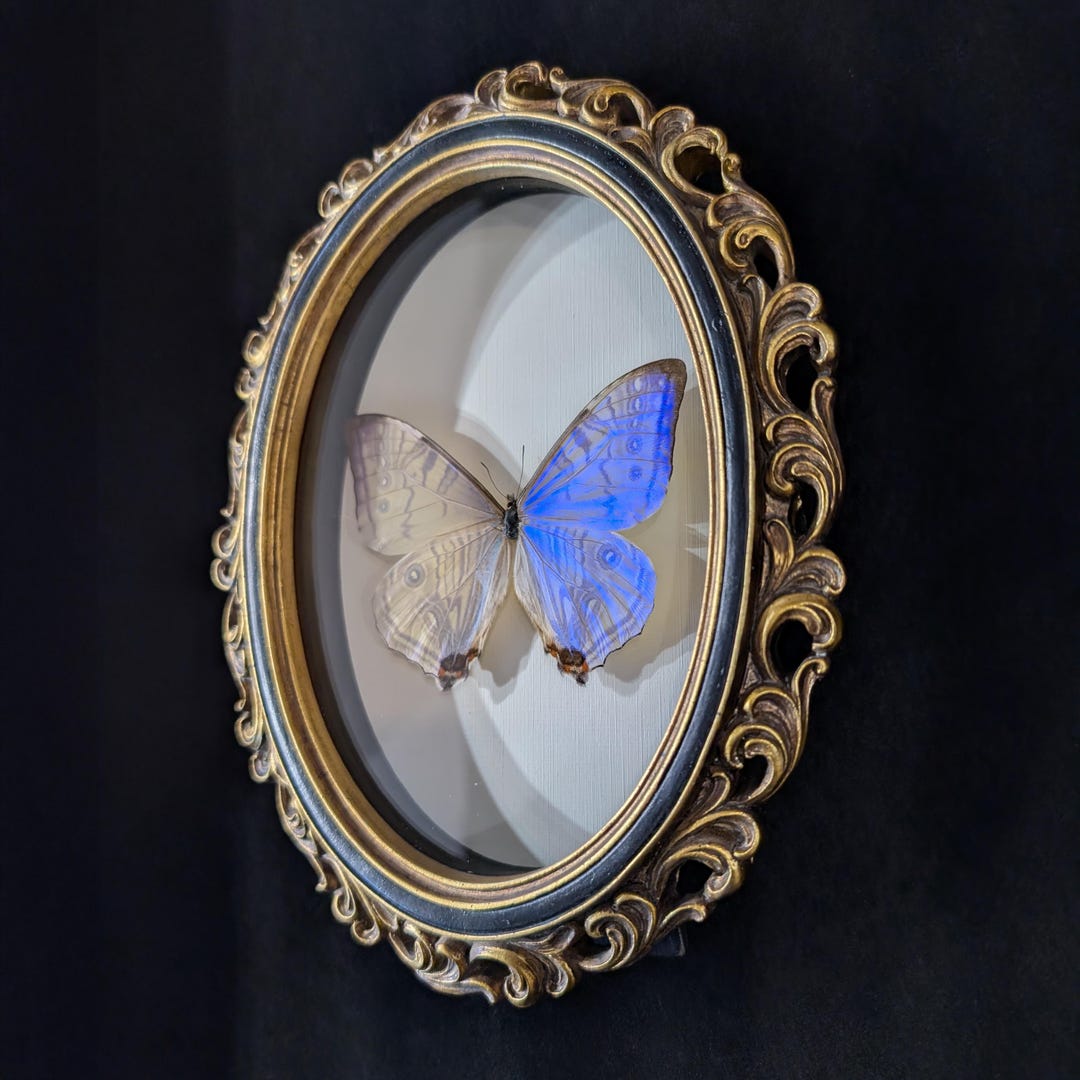 Real Morpho Sulkowskiy Butterfly in Oval Frame (oddities & Curiosities Gallery) - Etsy