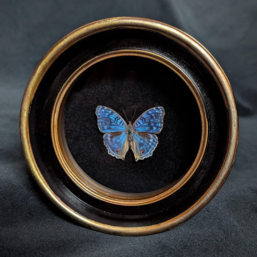 Real "brilliant Blue" Butterfly in Round Black & Gold Frame - Etsy