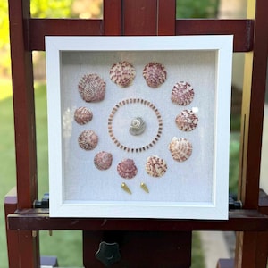 A gift for you - Calico Scallop Shell Wall Art – Beach Coastal Decor – Seashell Wall Hanging – Ocean Gift