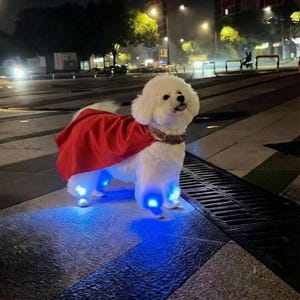 May include: A fluffy white dog wearing a red cape and a brown collar, with blue glowing lights on its paws. The dog is standing on a dark, textured surface, illuminated by streetlights.