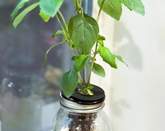 Grow Fresh Basil Indoors – Mason Jar Hydroponic Herb Kit | Beginner Friendly Kratky System | Kitchen Counter Herb Garden Gift