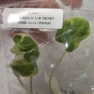 Alocasia Black Velvet Variegated “Ninja” Tissue Culture | Exact Rare Jewel Alocasia | Collector Plant in Charcoal Agar