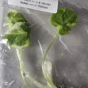 Alocasia Black Velvet Variegated,  Ninja Tissue Culture | Grade A | Rare Alocasia | Exact TC Plant in Charcoal Agar | Exotic Collector