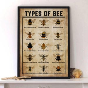 May include: A framed poster titled "TYPES OF BEE" displays illustrations of various bee species, including the Buff-tailed Bumblebee, European Honey Bee, and Garden Bumblebee. The poster features a vintage aesthetic with a beige background and black frame.