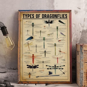May include: A framed poster displaying "TYPES OF DRAGONFLIES" with illustrations of different dragonfly species. The poster has a vintage style, with a light brown background and a wooden frame. Each dragonfly is labelled, showcasing a variety of colours and wing patterns.