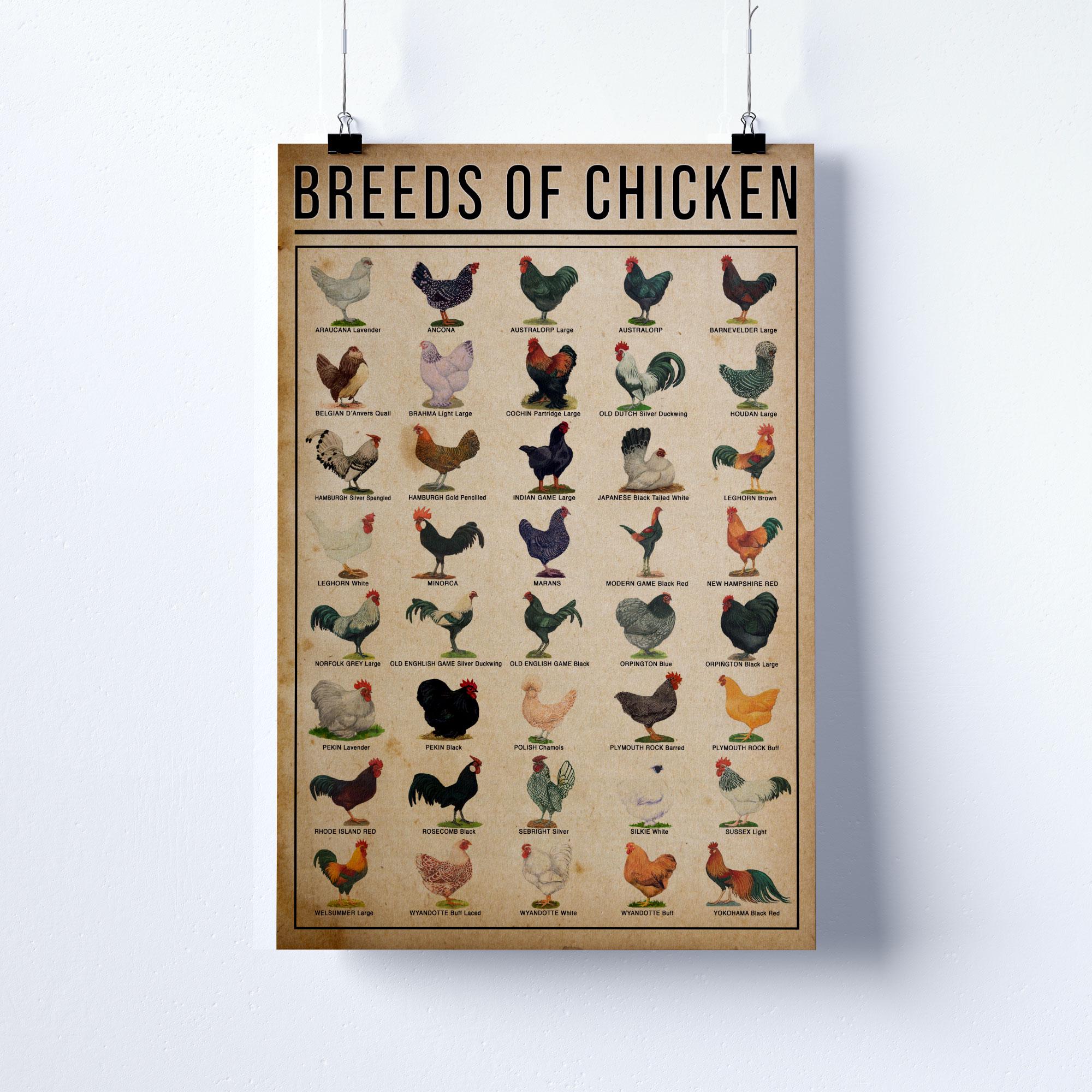 Breeds of Chicken Poster, Farmer Gift Print, Chicken Lover Wall Art ...