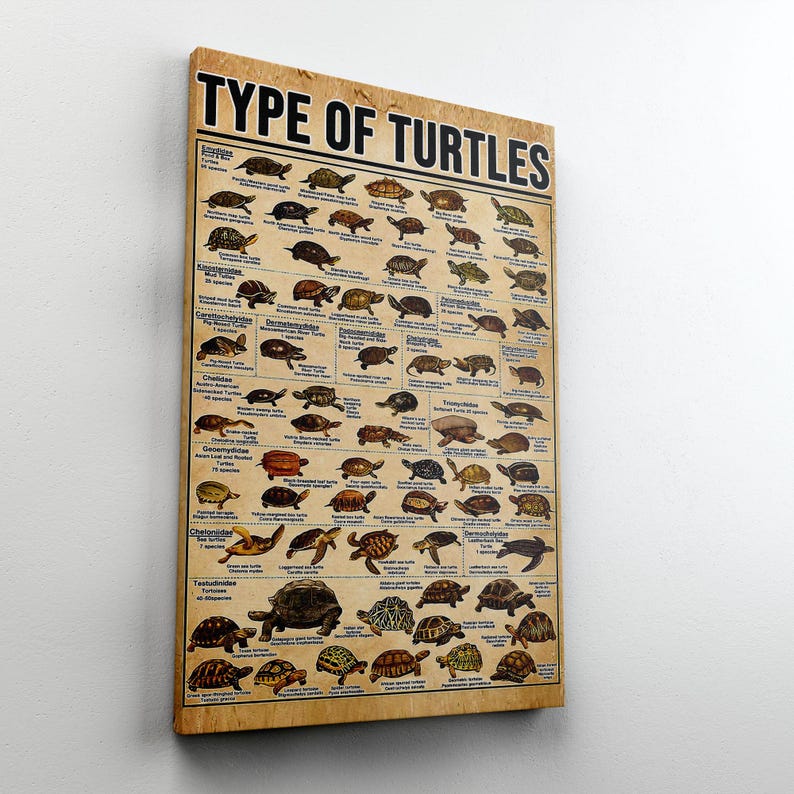 Type of Turtles Educational Poster, Turtle Poster, Turtle ...