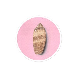 Puede incluir: Una pegatina circular con una concha alargada de color tostado y marrón moteado con un ápice puntiagudo en el centro. La concha muestra estrías horizontales naturales y una superficie texturizada sobre un fondo rosa pastel mate y sólido.