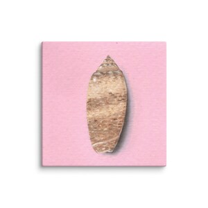 Puede incluir: Una concha marina alargada y puntiaguda con un patrón de superficie texturizado en tonos marrones y bronceados, centrada sobre un fondo rosa claro sólido y plano. La concha presenta una parte superior cónica y una base redondeada con variaciones.