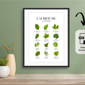 Poster di alberi decidui da stampare | Panoramica su foglie e caratteristiche | Poster didattico sulla natura | Download PDF | Per tutte le stanze | Anche come regalo