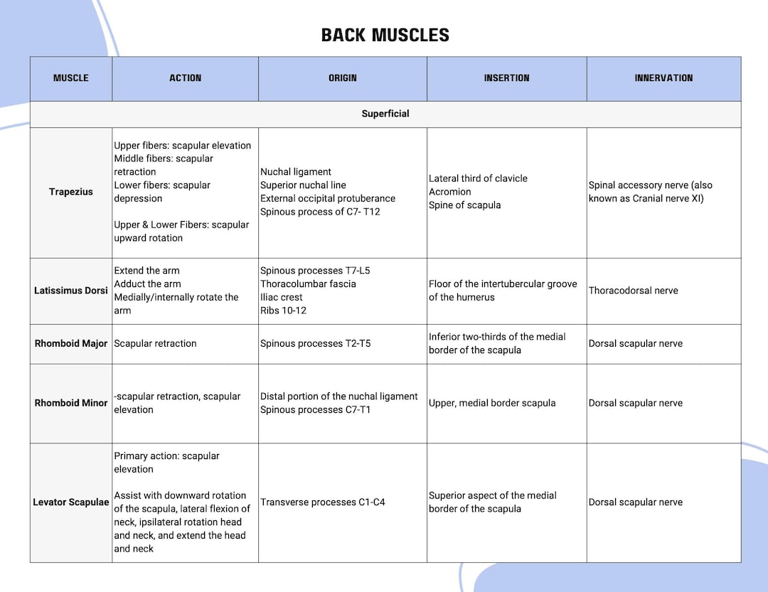 Muscle Anatomy Chart: Origin, Insertion, Action, Innervation (printable ...