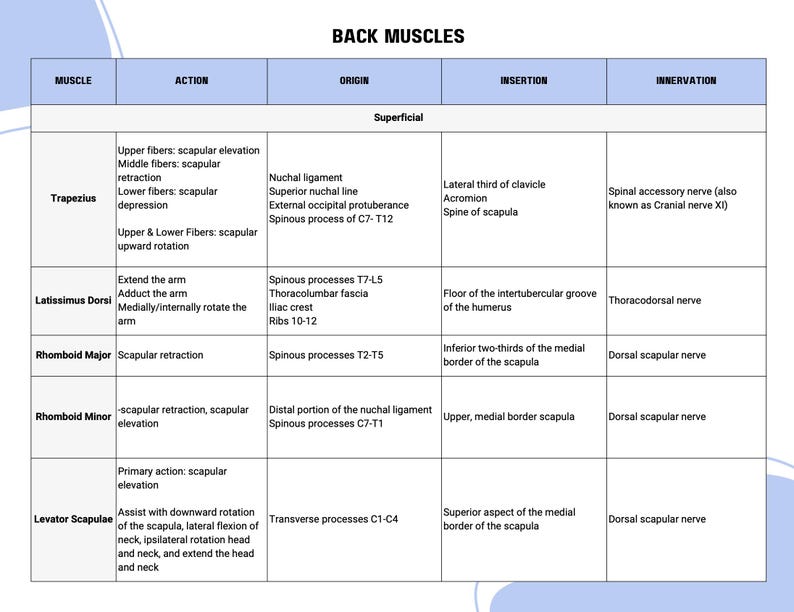 Muscle Inervations Muscle Anatomy Chart: Origin, Insertion, Action, Innervation (printable ...