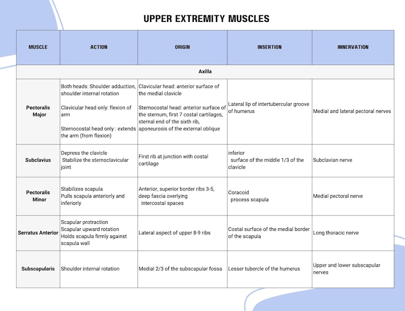 Muscle Anatomy Chart: Origin, Insertion, Action, Innervation (printable ...