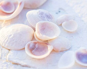 Pink Shells Photograph, Beach Shells Print, Beach House Decorating, Girls Room Decor