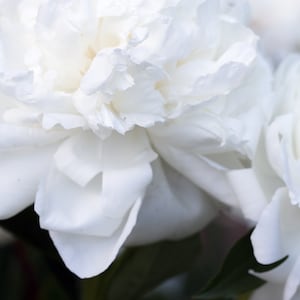 White Ruffled Peony Print, Peony Flower Wall Art, Home Decor Art, Floral Wall Decor, Peony Photograph, Peonies Print