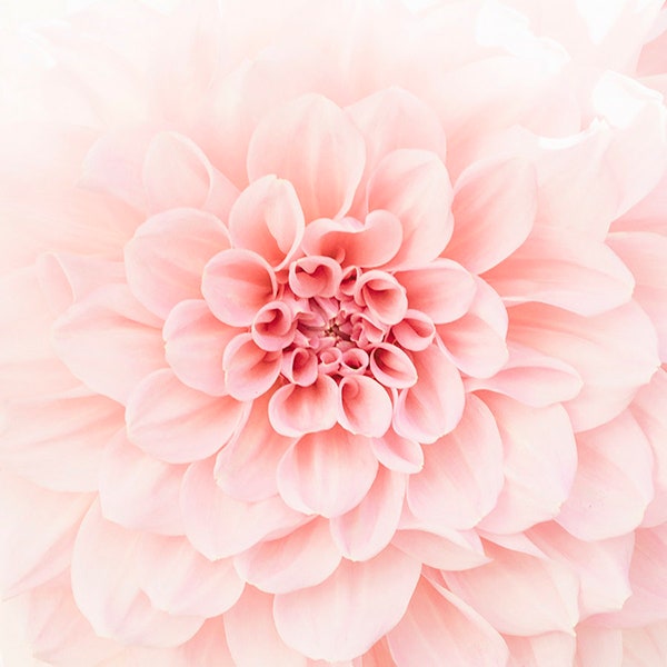 Blush Flower print, Dahlia photo,Dusty Pink Flower Print, Dahlia Petals Art, Macro Flower Photography, Home Decor Print