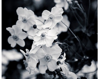 Nature Photography, Fine Art Photography, Wall Art, Flowers, Black and White, Fall Garden, Park