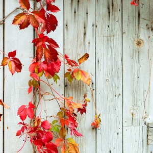Fotografía de naturaleza rústica, fotografía de hojas de otoño, madera de granero, decoración rústica moderna, impresión de decoración de otoño