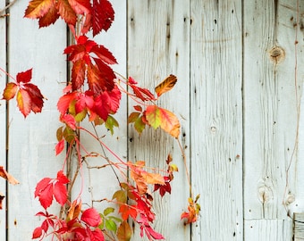 Rustic nature Photography, Fall Leaves Photo, Barnwood, Modern Country Decor, Fall Decorating Print