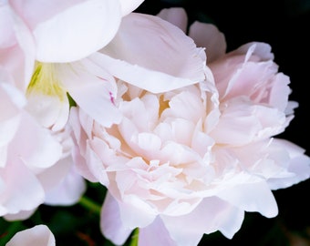 Blush Peony, Still Life Print, Nature, Flower Art, Peonies Print, Home Decor, Pastel Art, Girls Room Photography, Botanical Photo