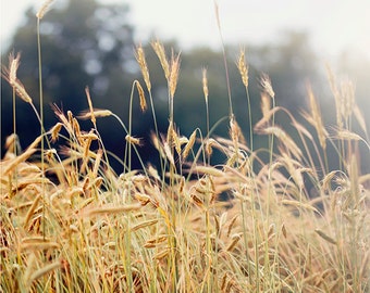 Summer Field, Art, Photography, Fine Art Print, Summer Light, Wheat, Teal,Green, Sunshine