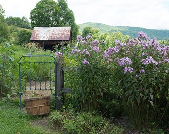 Nature Photography, Art, Photography, Garden Scene, Country Home Decor, Garden Flowers Print, Rustic Print, Fine Art Print