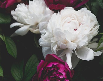 Peony Print, White and Fuschia Art, Nature Photography, Floral Home Decor, Botanical Photo, Peonies Fine Art